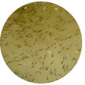 icon01